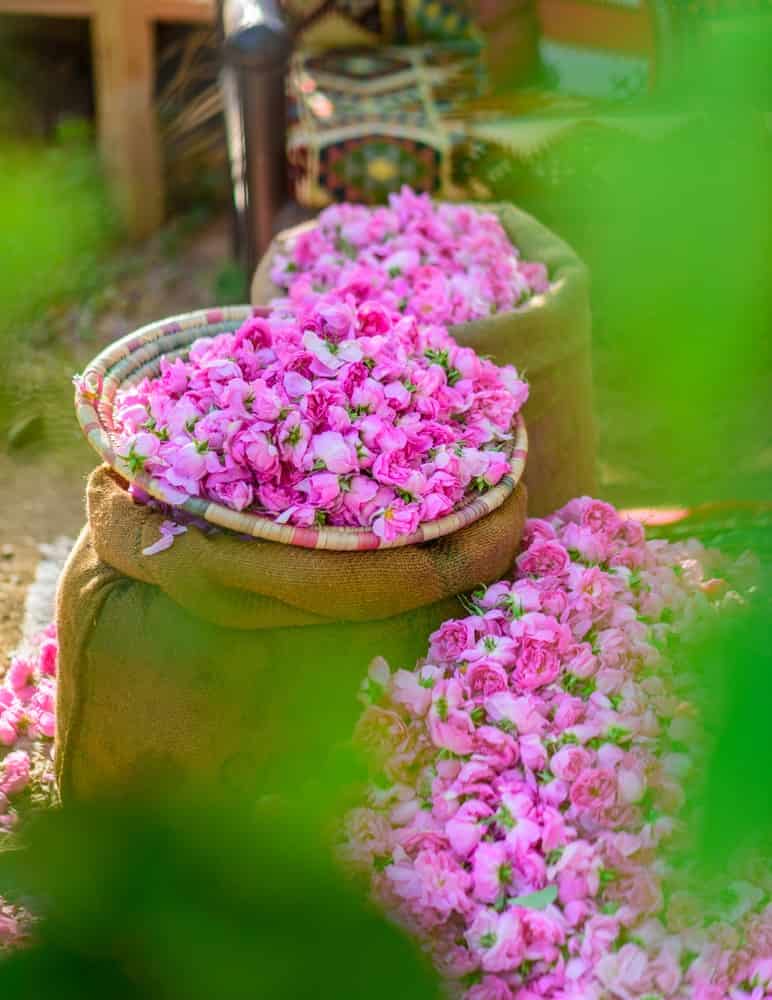 تصویر 2 از قیمت خرید گلاب اصل کاشان + فروش ویژه